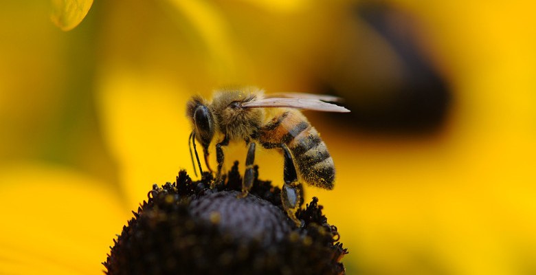 Animations sur les abeilles dans les établissements d’enseignement et les entreprises