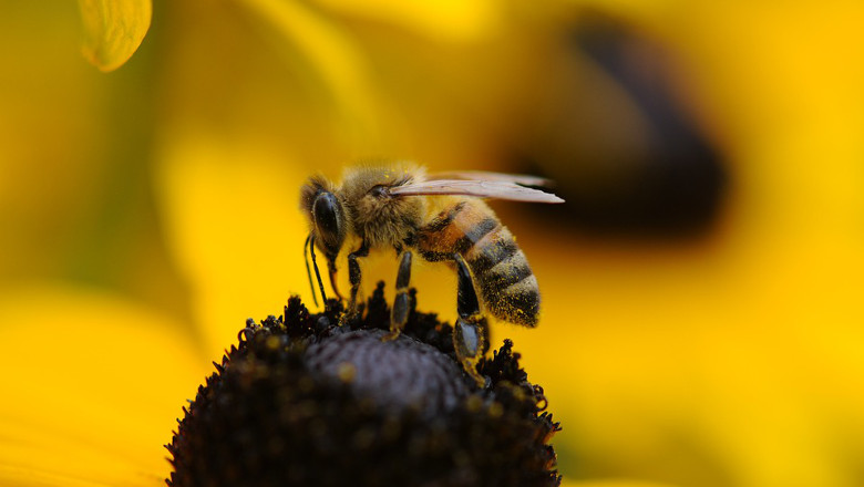 bee