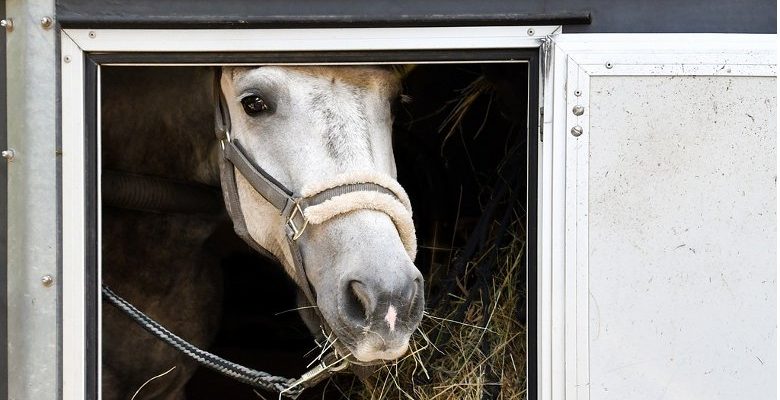 Tout savoir sur l’assurance de van pour chevaux